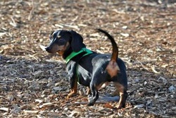 Beverly Dog Park pet friendly dog parks in Salem Massachusetts