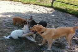 Danehy Park  pet friendly dog parks in Salem Massachusetts