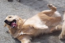 Best Friends pet care pet friendly boarding in wakefield Massachusetts