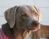Happy Pets Palace and Playground, pet boarding and dog daycare in mesa, arizona