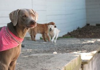 four seasons pet resort pet friendly boarding salem massachusetts