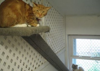four seasons pet resort pet friendly boarding salem massachusetts