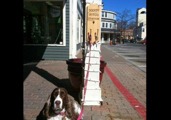 san francisco pet friendly rental